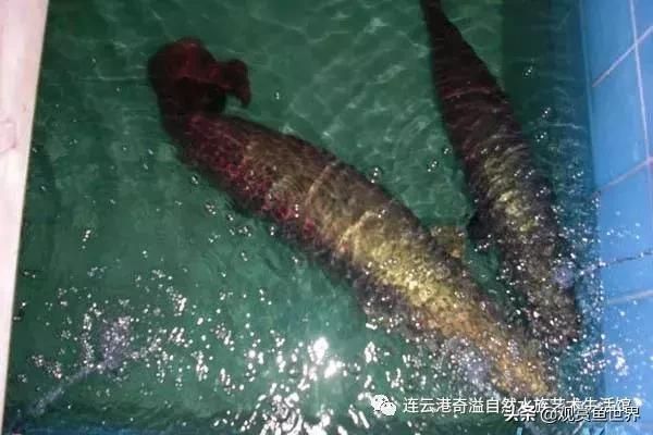 最大的龍魚品種：世界上最大的青龍魚可達90公分以上非洲龍魚品種