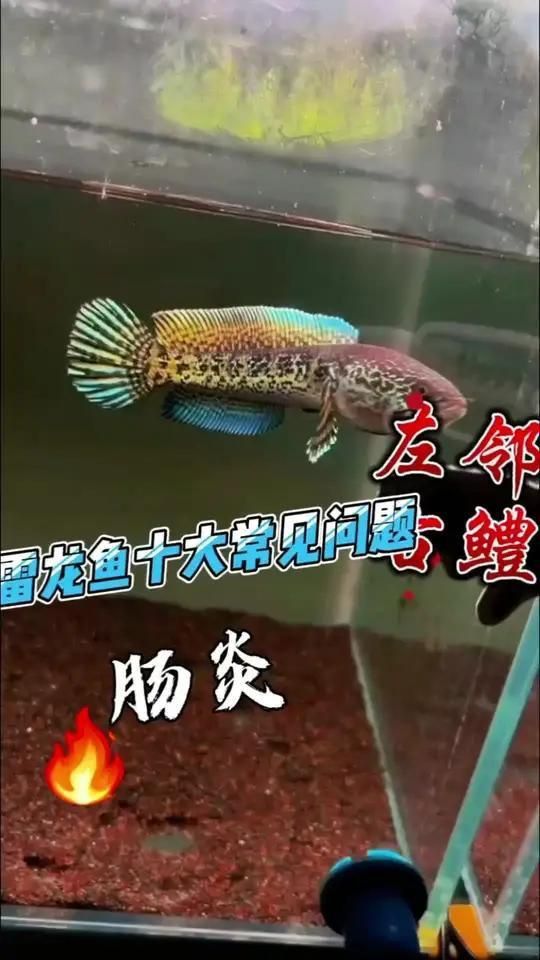 如何判斷雷龍魚腸炎是否嚴(yán)重？