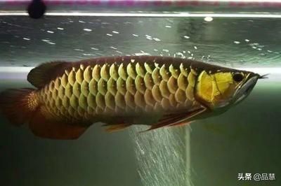 龍魚上下竄來竄去的（龍魚在魚缸中上下竄來竄去的原因可能由多種因素引起）