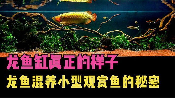 龍魚缸圖片大全圖：龍魚缸圖片大全
