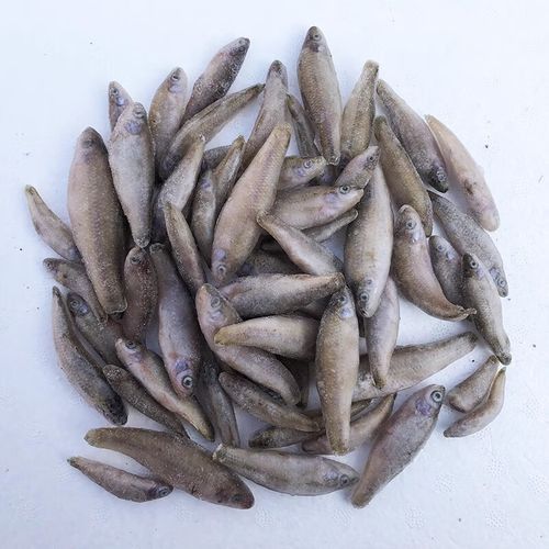 養龍魚喂什么好