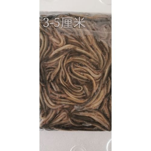 養龍魚喂什么好