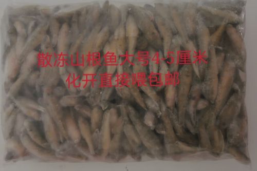 養龍魚喂什么好