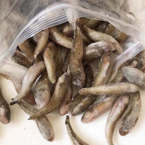 養龍魚喂什么好