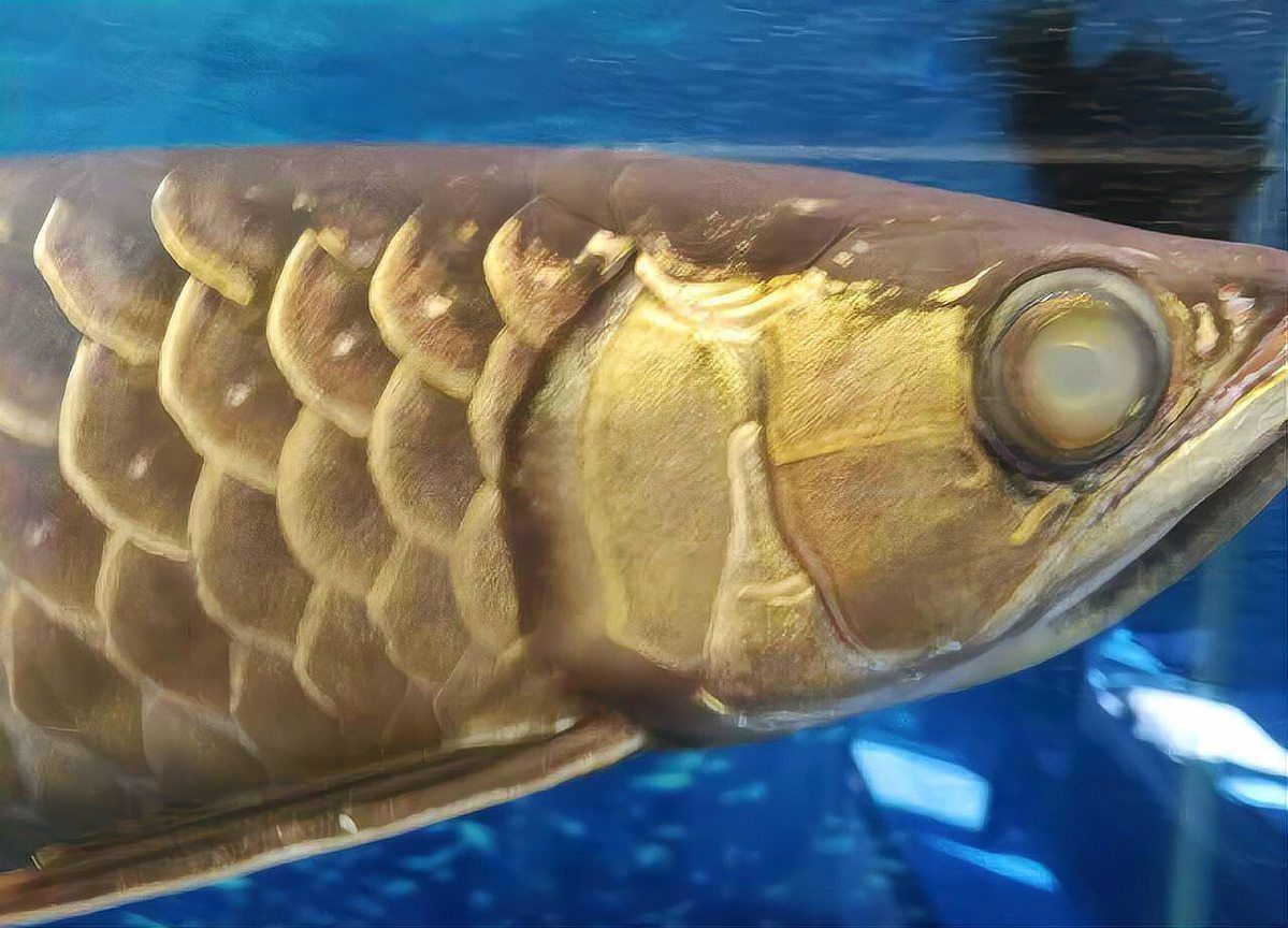 龍魚眼睛起白霧