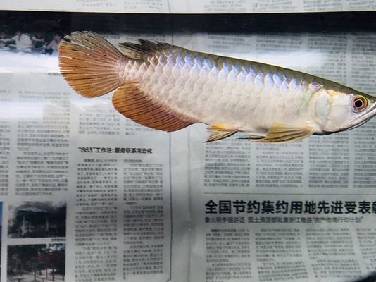 龍魚發色用什么燈好一點視頻教程：根據龍魚發色需求，合適的燈光選擇