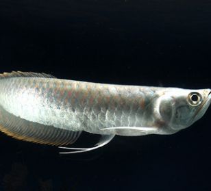 龍魚從舊缸換到新缸：(龍魚打包運輸的存活時間和注意事項