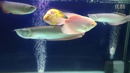 喂食金龍魚跳缸后還能活嗎（金龍魚跳缸后是否能存活取決于多種因素金龍魚跳缸后是否能存活）