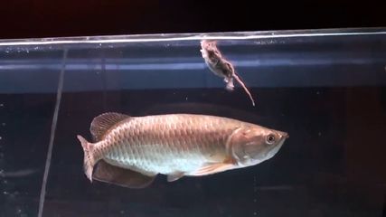 喂食金龍魚跳缸后還能活嗎（金龍魚跳缸后是否能存活取決于多種因素金龍魚跳缸后是否能存活）