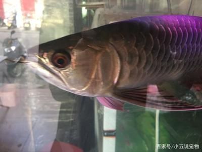 觀察金龍魚（關于金龍魚的觀察結果）