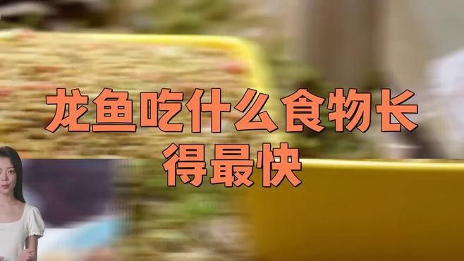 有哪些食物可以促進龍魚恢復？