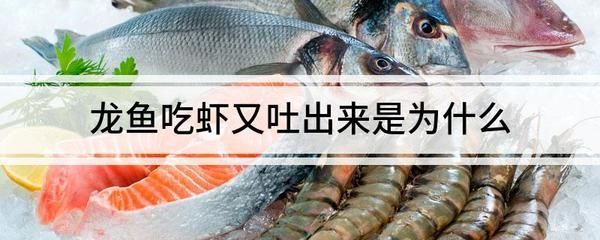 龍魚吃蝦后吐出的原因分析（龍魚吃蝦后吐出可能由多種因素引起，）