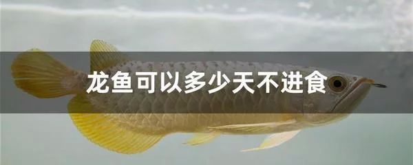 龍魚的喂食間隔取決于多種因素，龍魚多久不喂食沒事：龍魚可以多久不喂食？