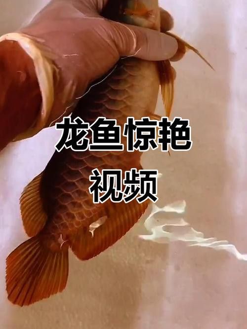 天津龍魚價格及圖片表大全大圖