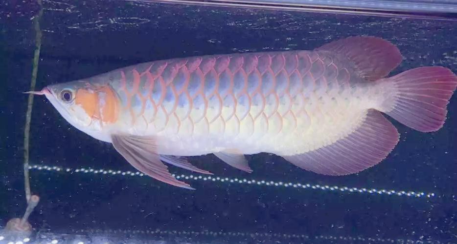 天津龍魚價格及圖片表大全大圖