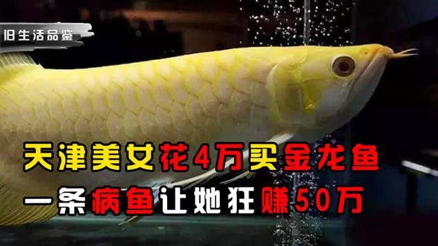 天津龍魚價格及圖片表大全大圖