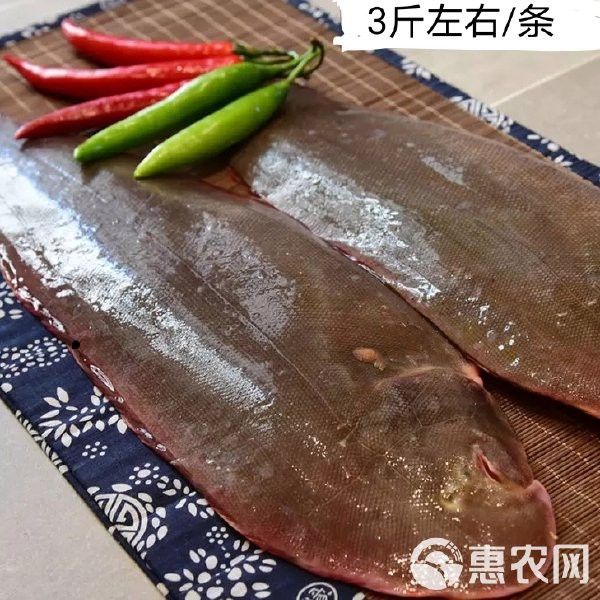 天津龍魚價格及圖片表大全大圖