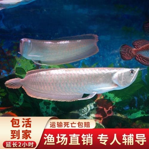 銀龍魚價(jià)格多少錢一條40公分