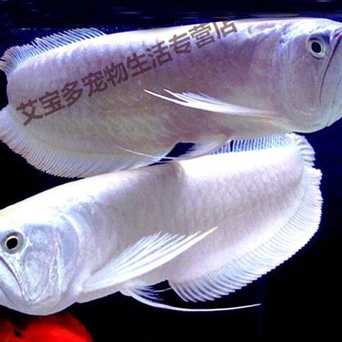 銀龍魚價(jià)格多少錢一條40公分