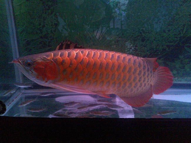 紅龍魚品種當中當以辣椒紅龍魚為極品嗎：辣椒紅龍魚和紅龍魚哪個好