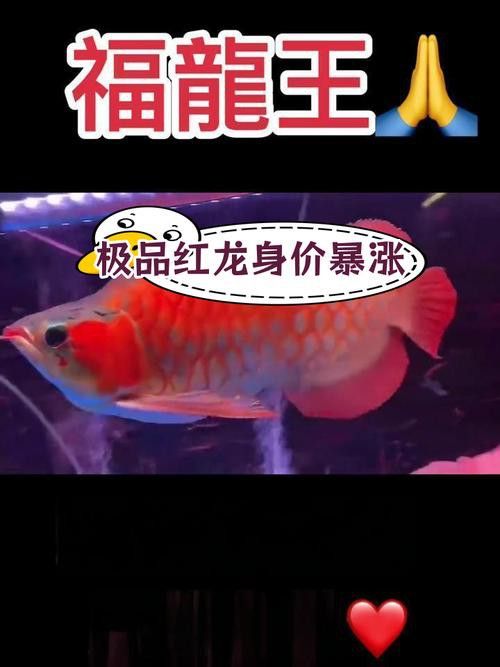 福龍王魚的價格是多少？ 福龍王魚的價格是多少？ 龍魚百科 第4張