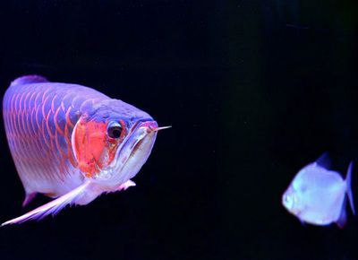 哪種金龍魚好養(yǎng)活一點的，如何挑選一只好養(yǎng)活的金龍魚