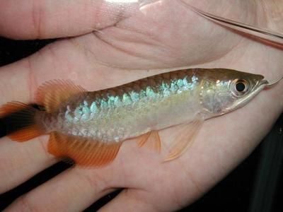 40公分龍魚喂多少食物：40公分的龍魚喂多少食物