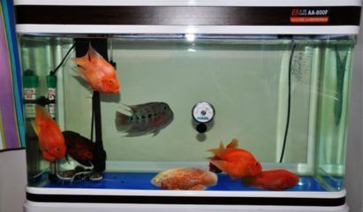 福魟魟魚最佳飼養環境設置，