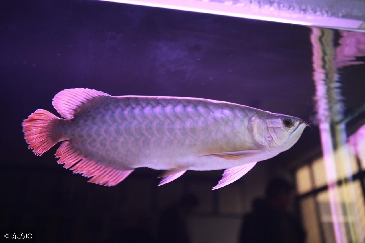 龍魚溫度低于多少會死亡：龍魚的最低生存溫度約為17℃，適宜的生長溫度約為[需手動填充]