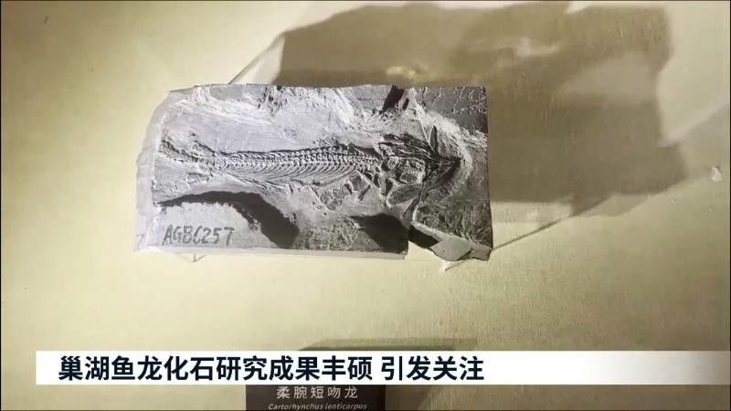 <strong><mark>巢湖</mark></strong>龍化石的發掘過程是怎樣的？