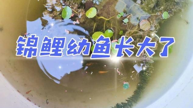錦鯉幼苗變色全過程圖片