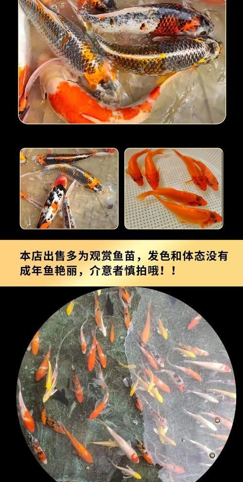 錦鯉幼苗變色全過程圖片