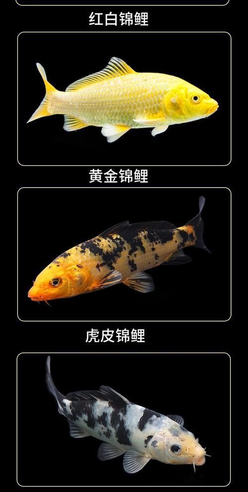 錦鯉幼苗變色全過程圖片