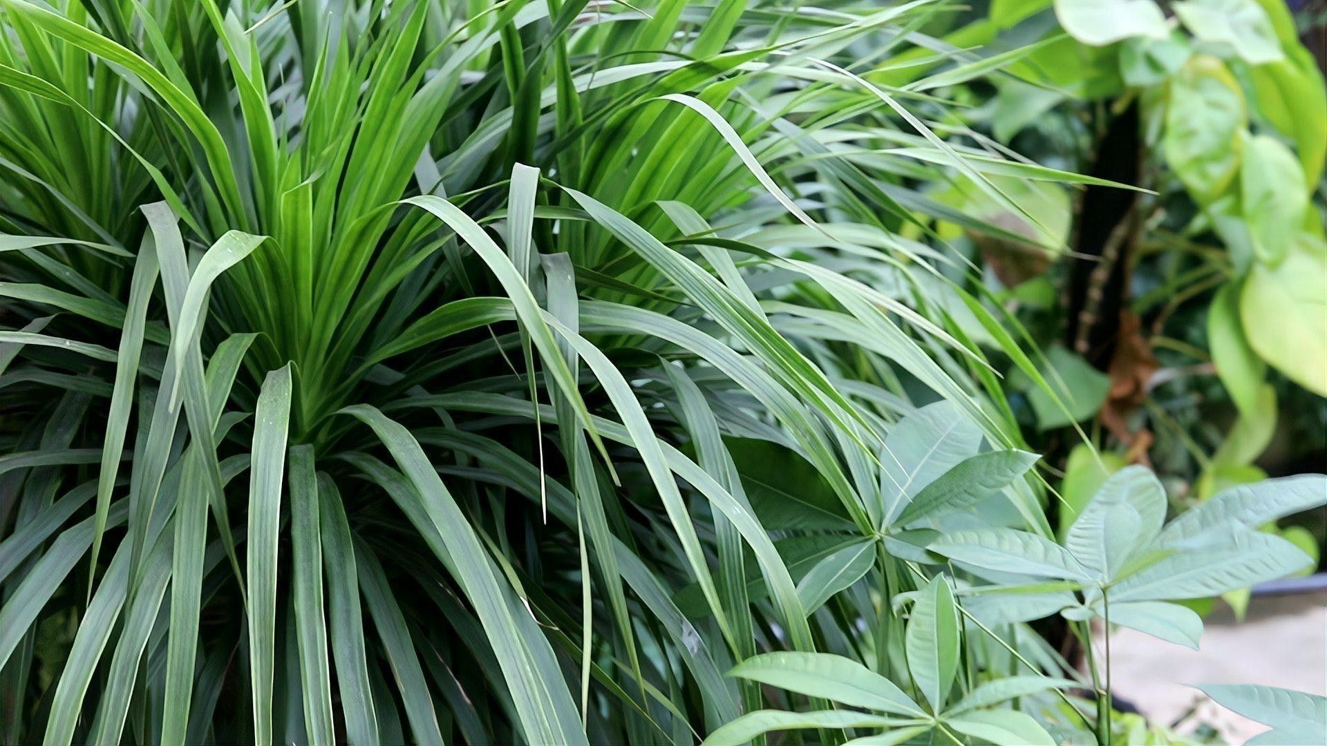 哪些植物不適合放在臥室？