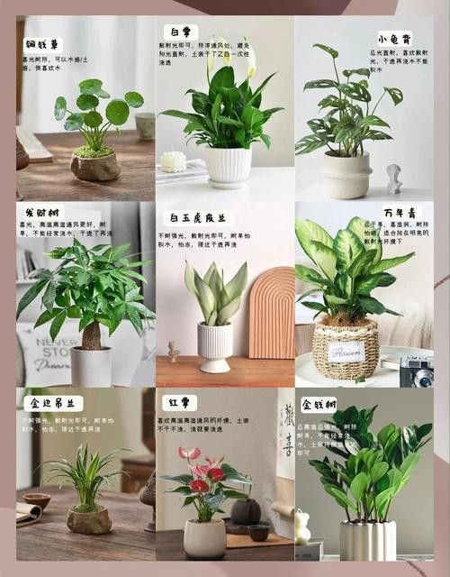 哪些植物不適合放在臥室？