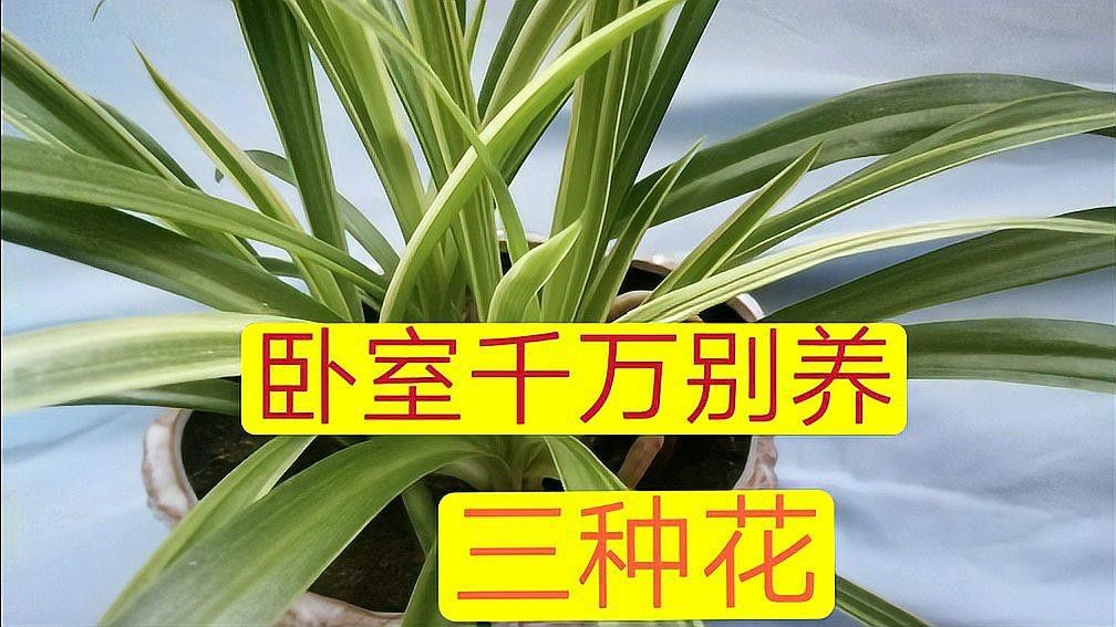 哪些植物不適合放在臥室？