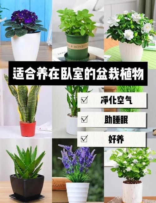 哪些植物不適合放在臥室？