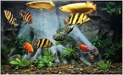 龍魚風水搭配：家居風水之龍魚