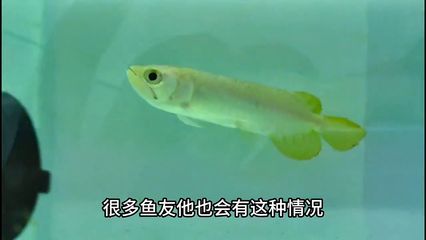 龍魚怎么測試水質