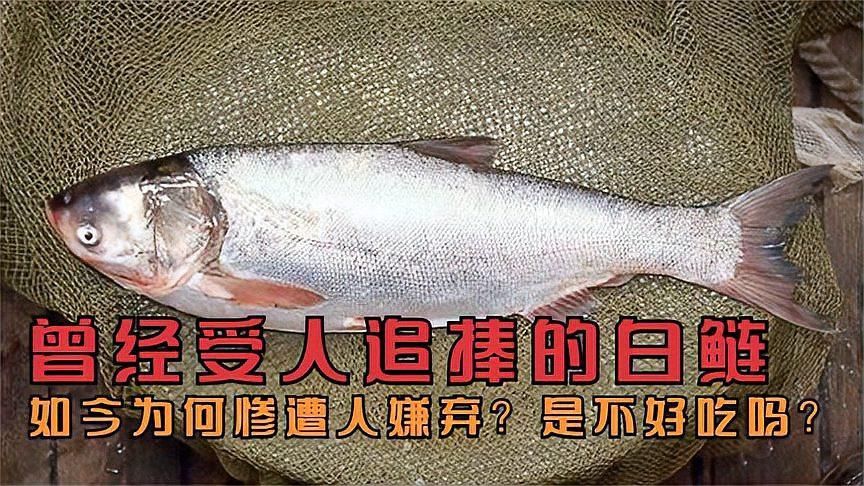 鰱魚為什么那么難吃