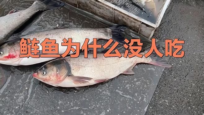 鰱魚為什么那么難吃