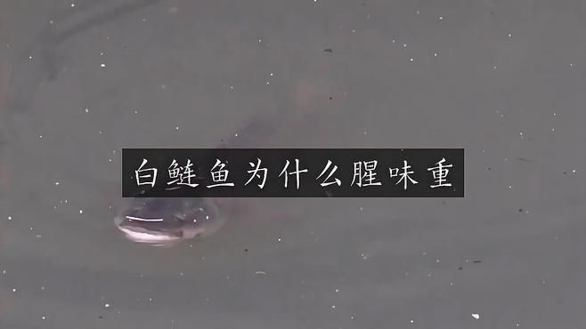 鰱魚為什么那么難吃