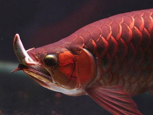 龍魚的水溫大約多少度：|龍魚不吃食怎么回事|龍魚不吃食怎么回事