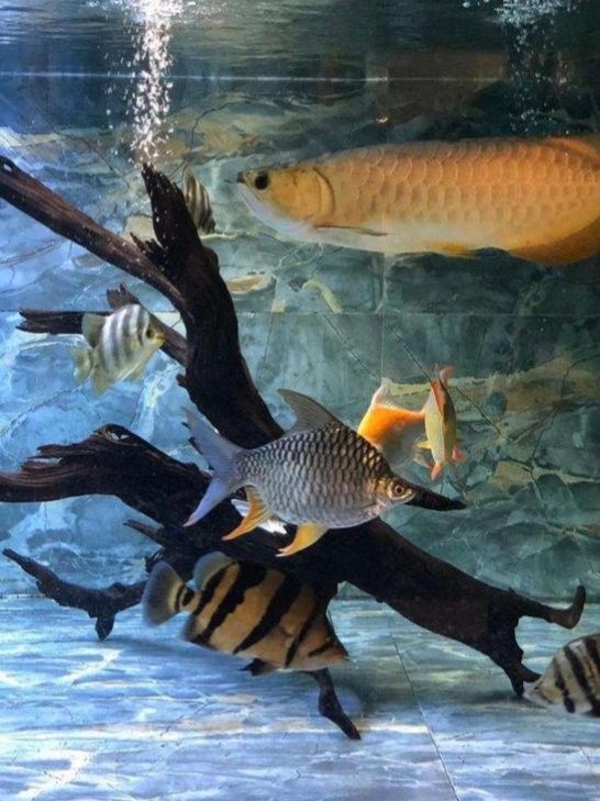 龍魚淡水魚還是咸水魚好養