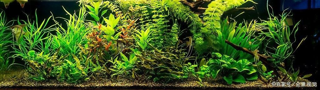 龍魚淡水魚還是咸水魚好養