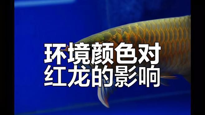 養紅龍魚魚缸黑底還是白底好看