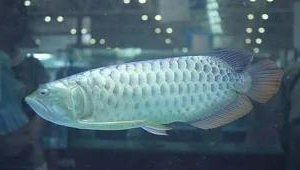 龍魚鰓蓋摔斷后多久能恢復(fù)？