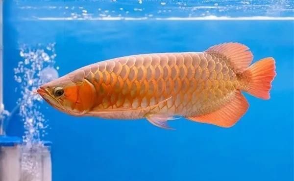 龍魚鰓蓋摔斷后多久能恢復(fù)？