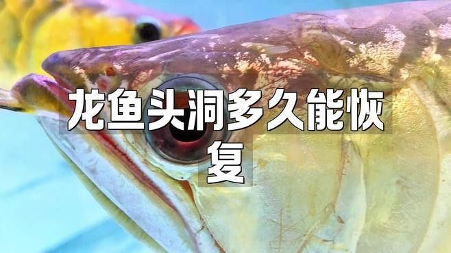 龍魚爛頭病最佳治療周期
