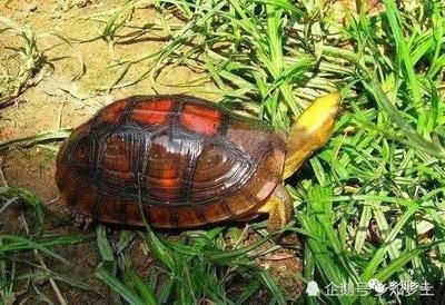 龍魚突然很暴躁亂咬（龍魚出現(xiàn)暴躁亂咬的行為可能導(dǎo)致龍魚產(chǎn)生應(yīng)激反應(yīng)）